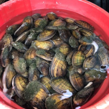 Freshwater mussels ready for transport from McCulloch Park.