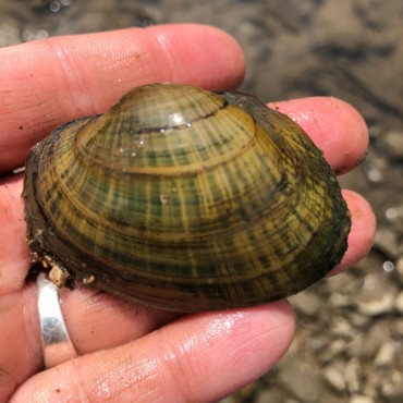 The wavy-rayed lampmussel, Lampsilis fasciola, is an Indiana State Special Concern species.
