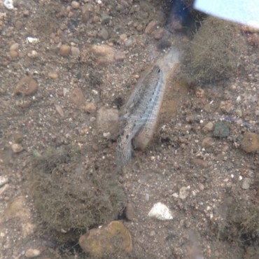 The wavy-rayed lampmussel, Lampsilis fasciola, displaying its lure.